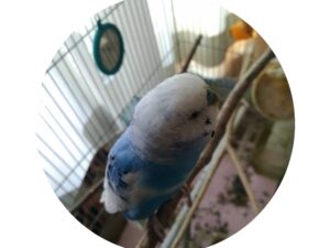 セキセイインコの様子4