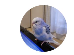 セキセイインコの様子2